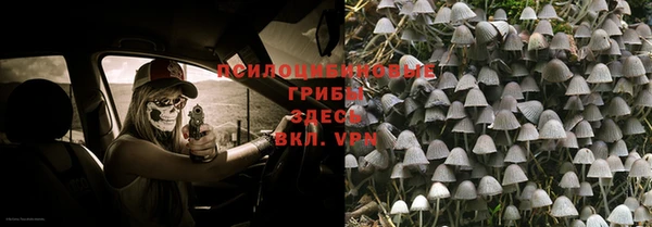 прущие грибы Вяземский